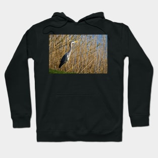 Grey Heron among the reeds Hoodie